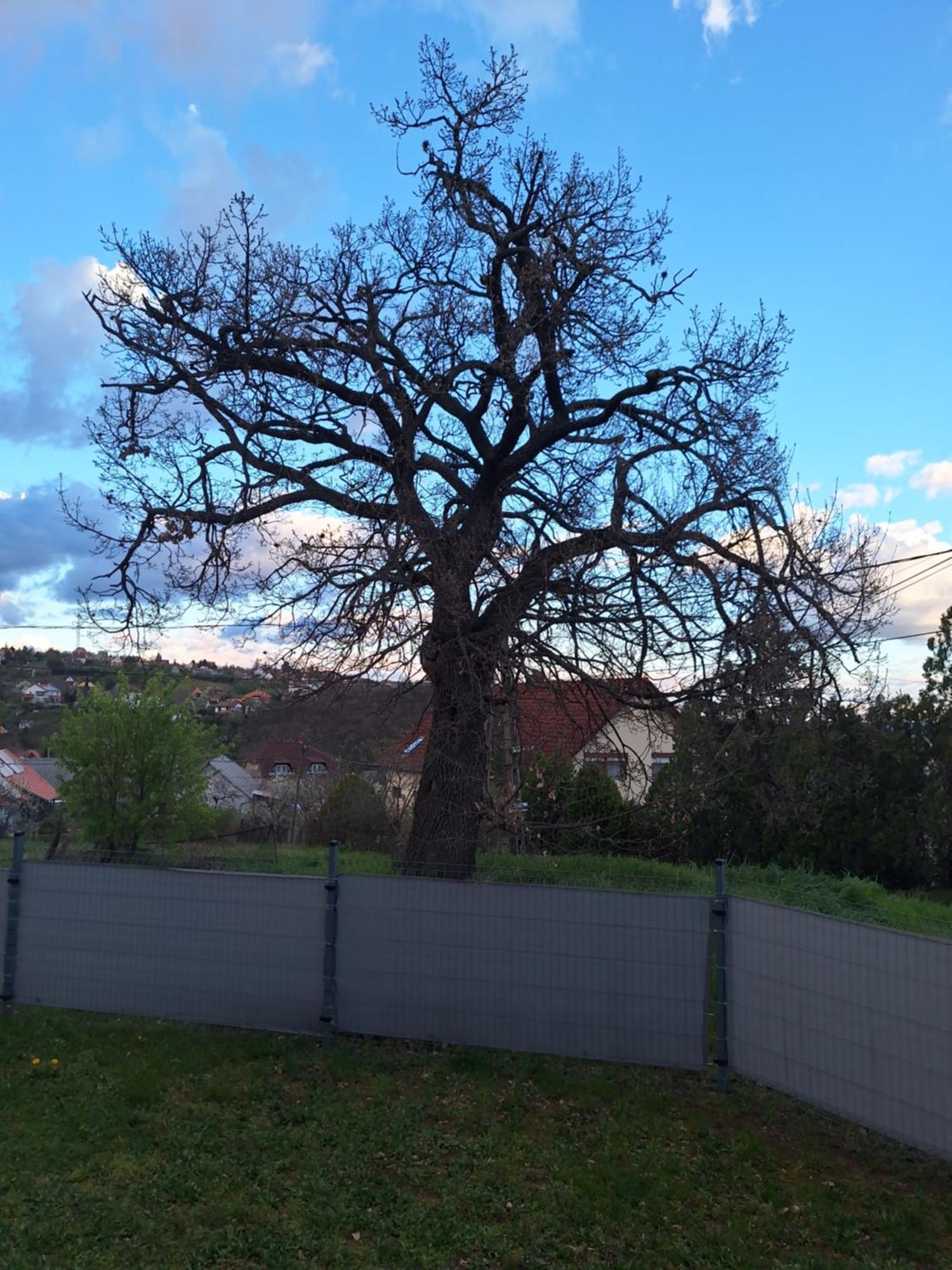 Makra-Teto Oeregtoelgy Apartman Pětikostelí Exteriér fotografie